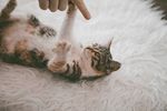 猫猫