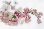 梨花 春天 花朵 梨树 绽放
