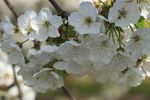花 樱花 美丽 自然 春天 植