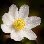 野外 花 菊花 雏菊 绿色 竖