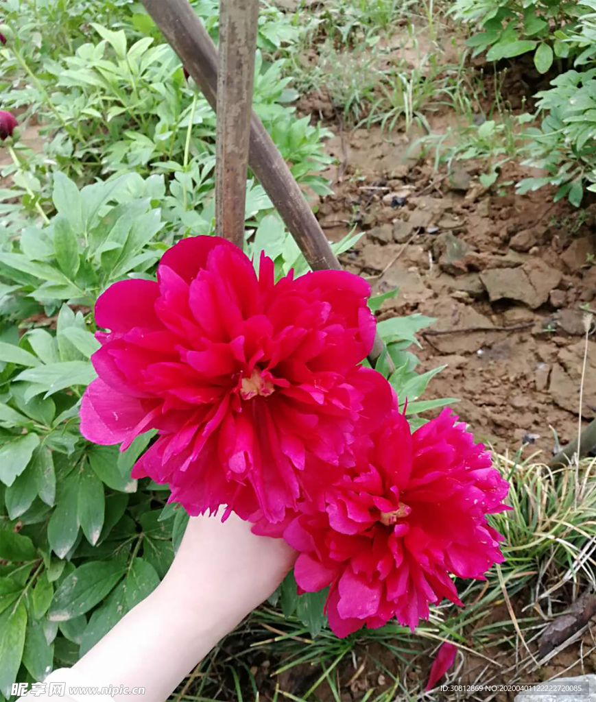 牡丹