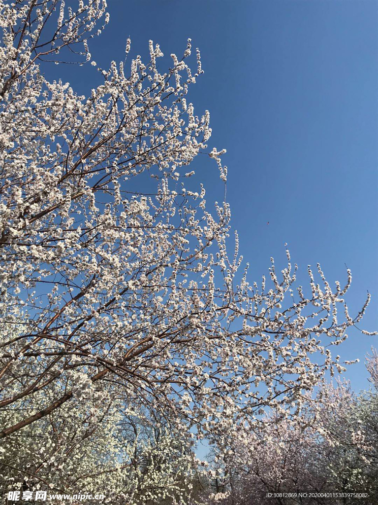 梨花