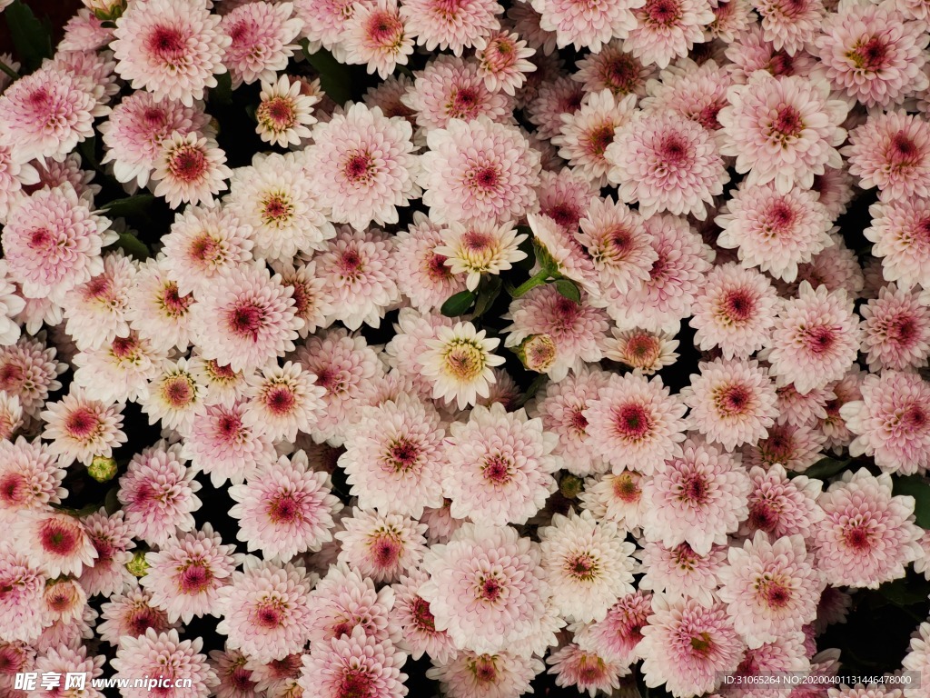 花草实拍