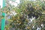 桂花香漫天