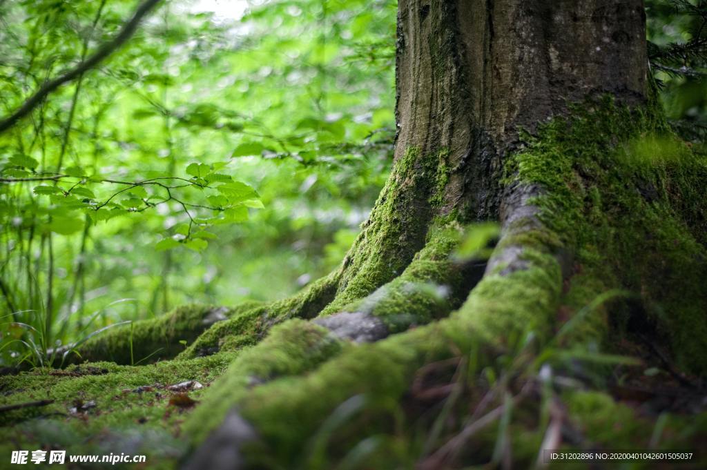 树根苔藓青苔森林