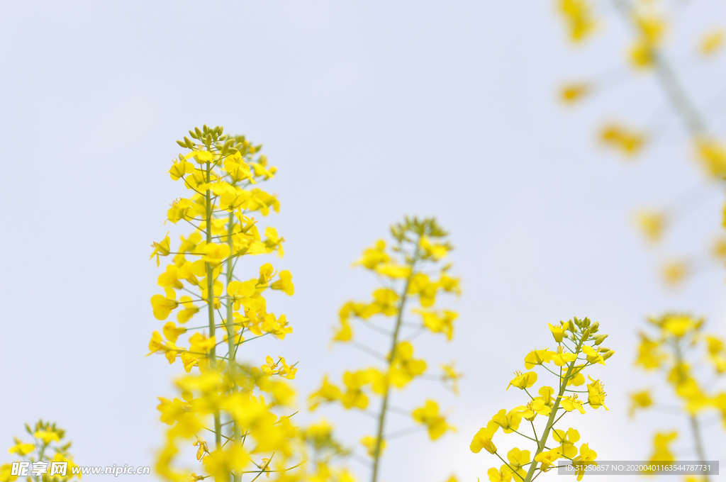 油菜花摄影