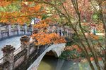 红枫风景图