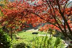红枫风景图