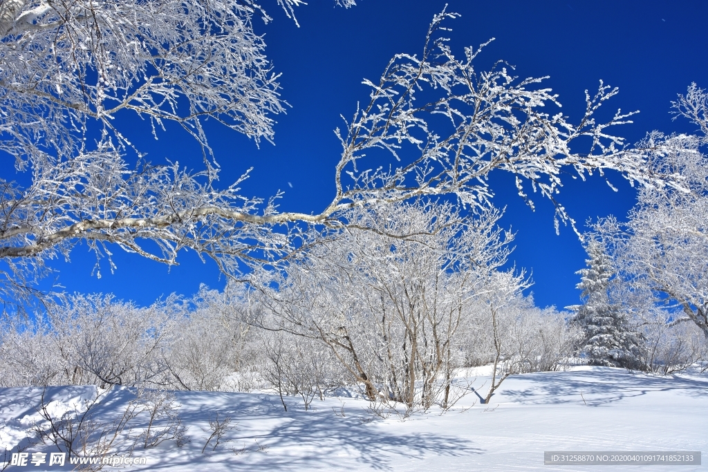 雪景 树挂