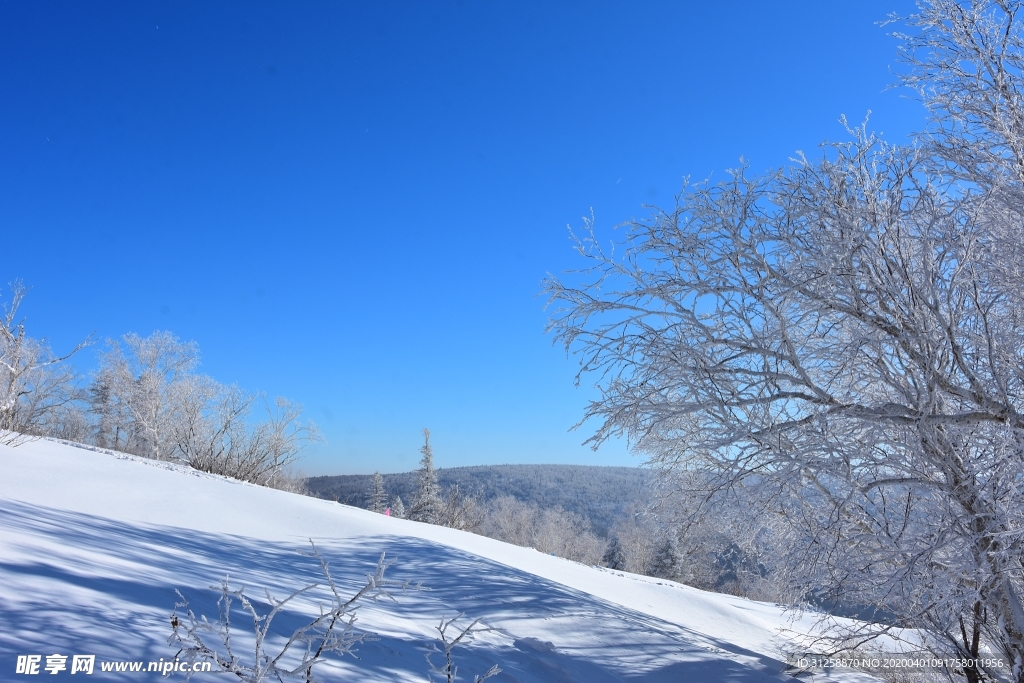 雪景 树挂