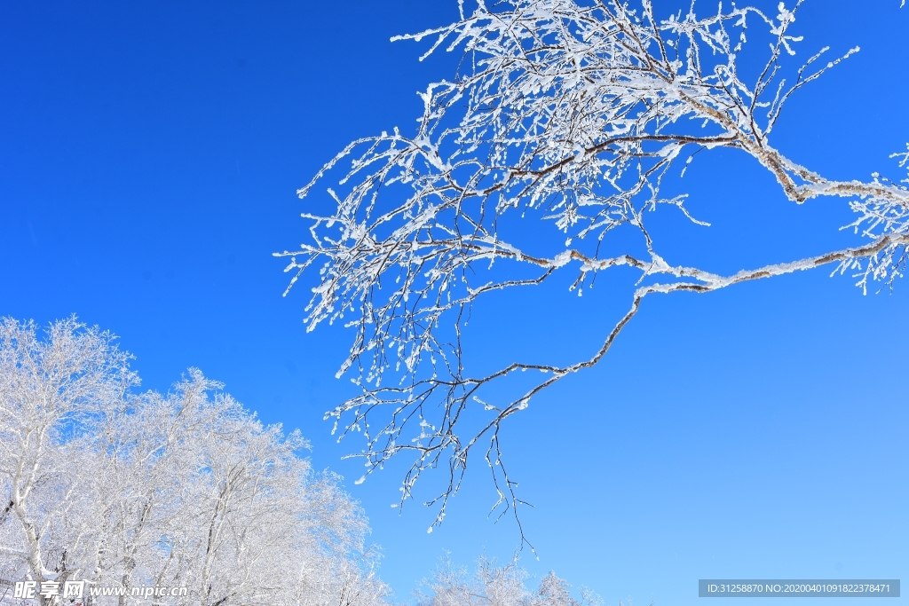 雪景 树挂