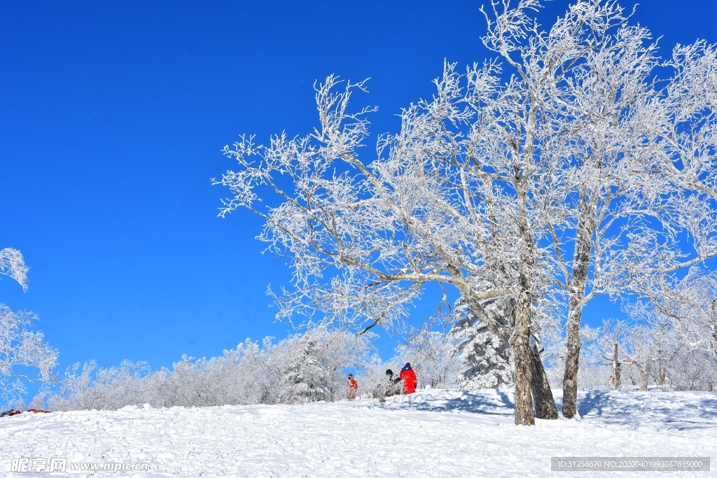 雪景 树挂