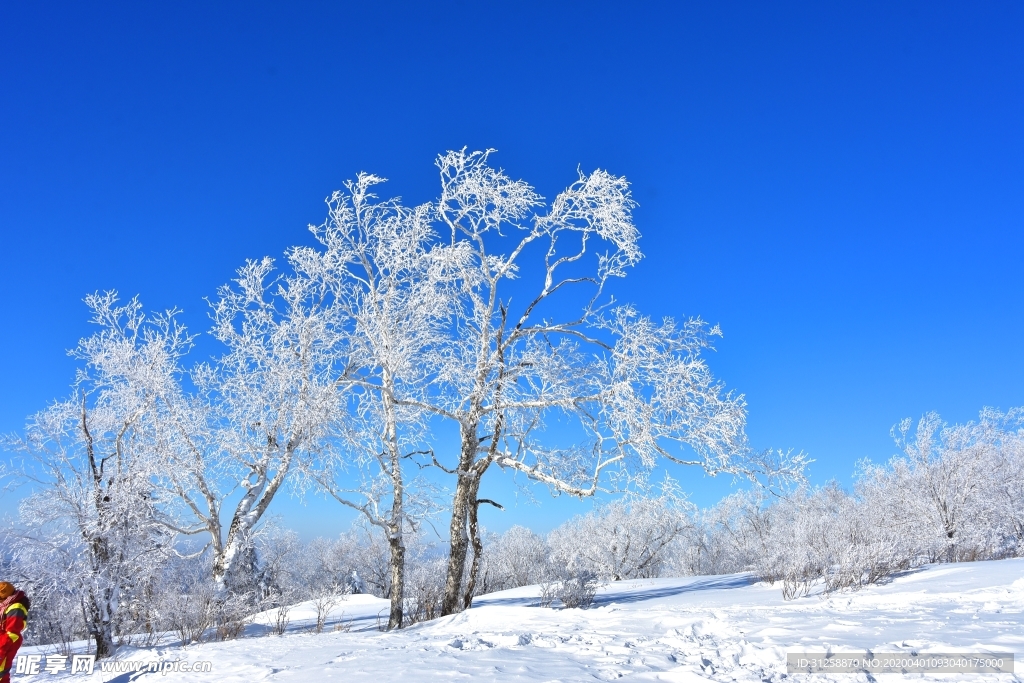 雪景 树挂