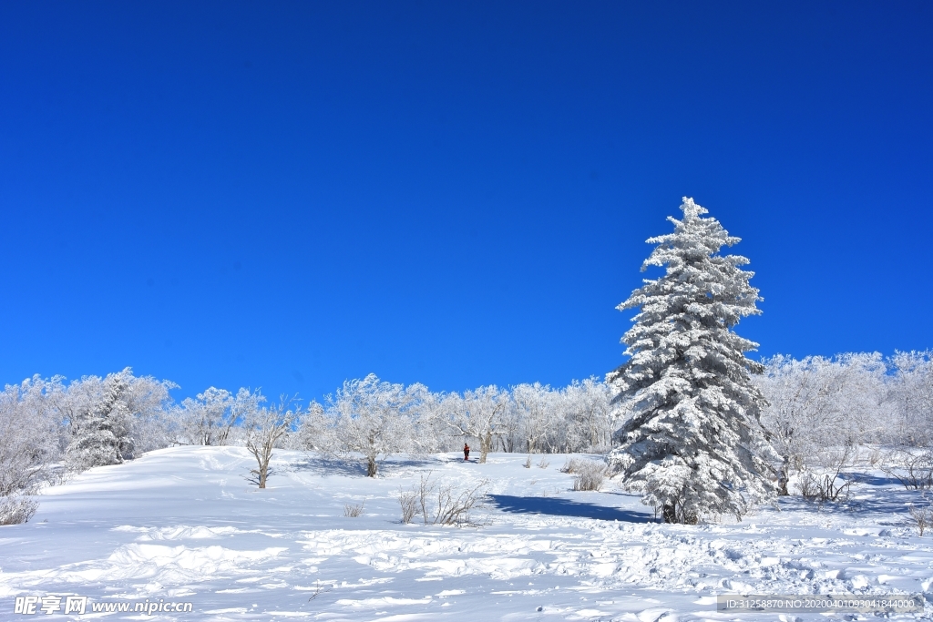 雪景 树挂