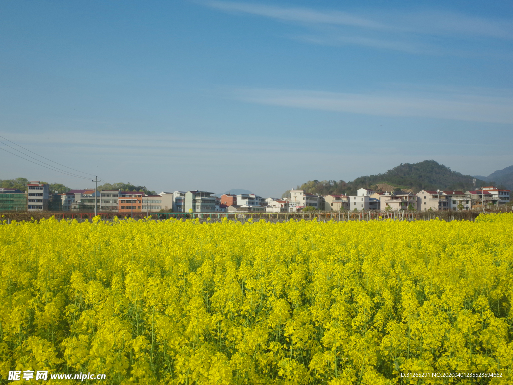 油菜花田