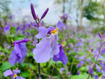 诸葛菜    二月兰花