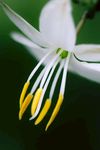 芭蕾舞鞋