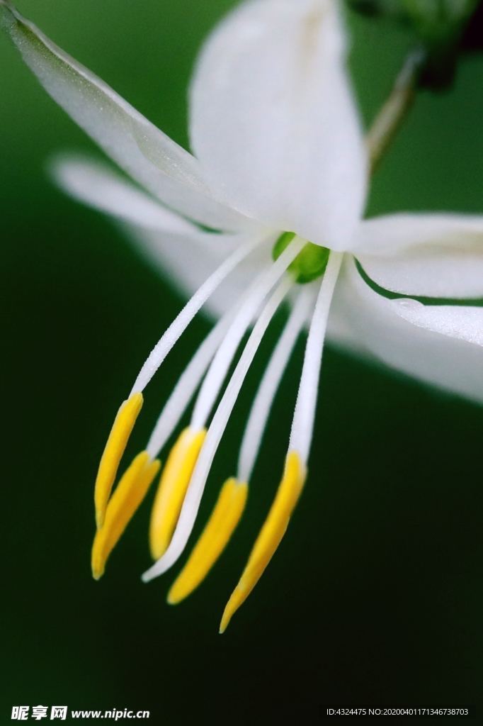 芭蕾舞鞋