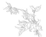工笔花卉