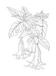 工笔花卉