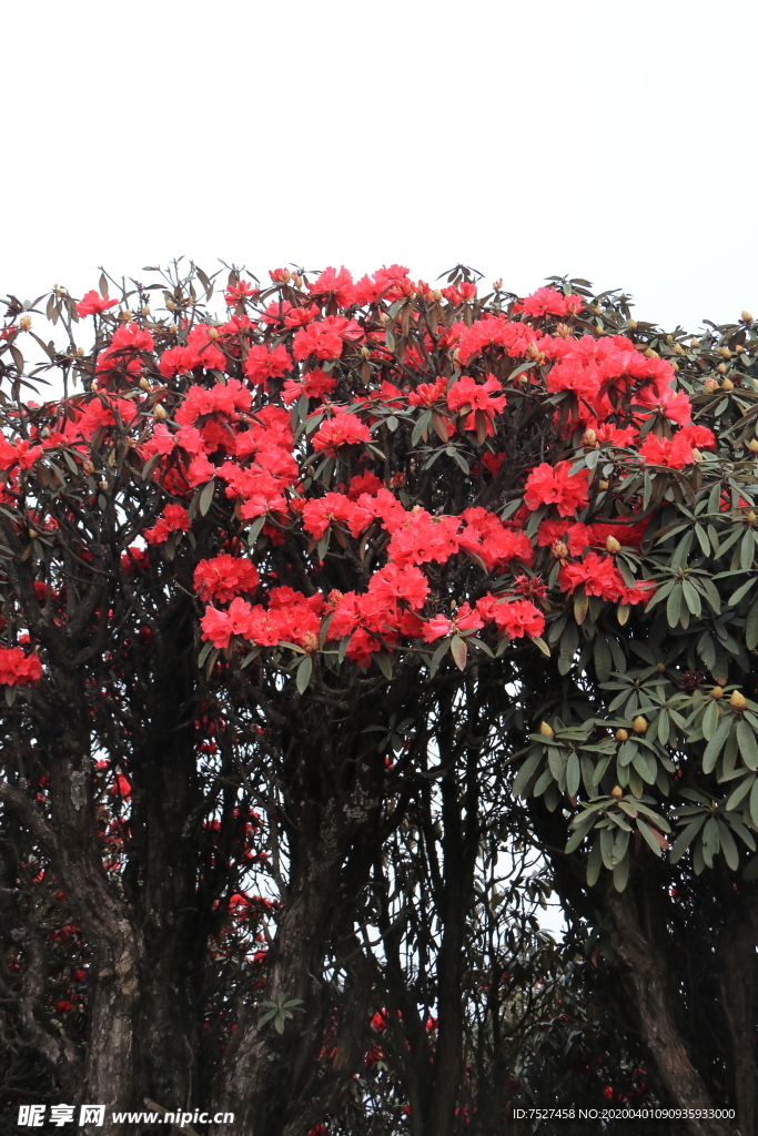 马樱花