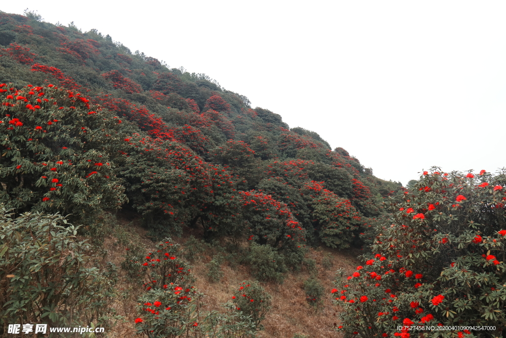 马樱花