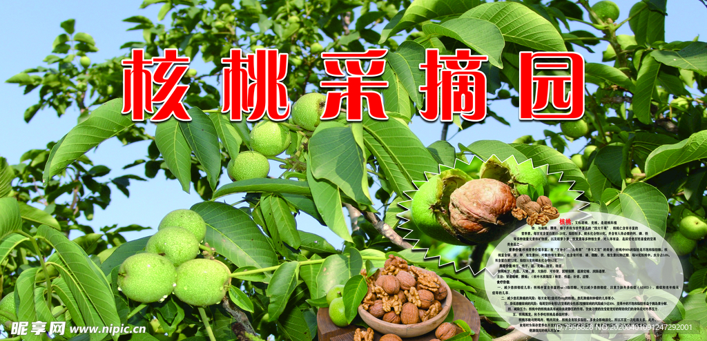 核桃采摘园区