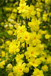 迎春花