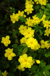 迎春花