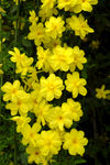 迎春花