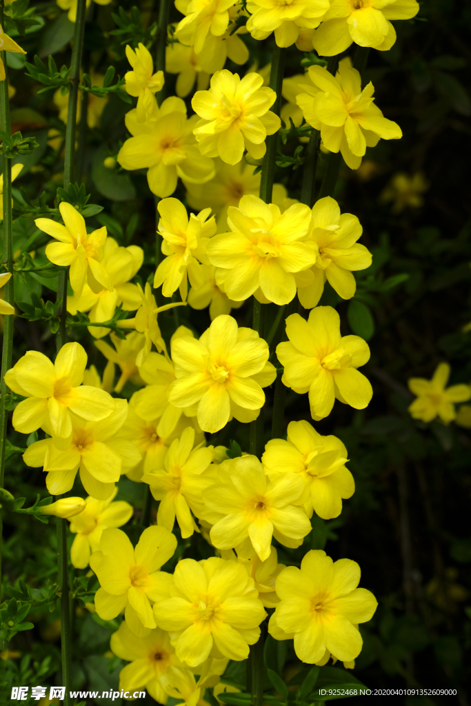 迎春花
