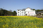 乡村油菜花