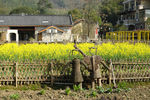 油菜花