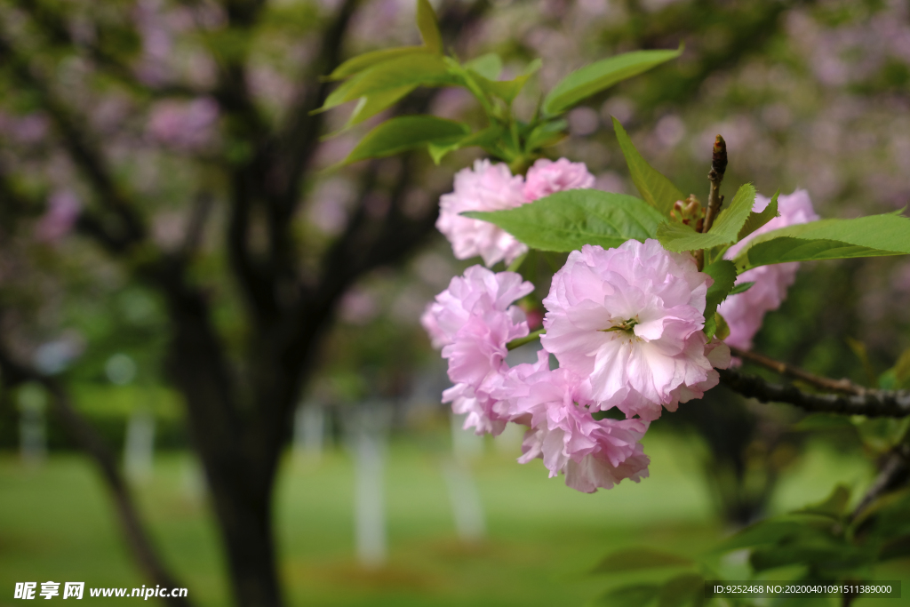 樱花