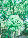 绿花