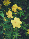 迎春花
