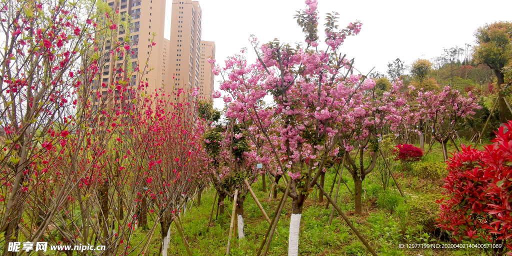 桃花林  高楼建筑桃花