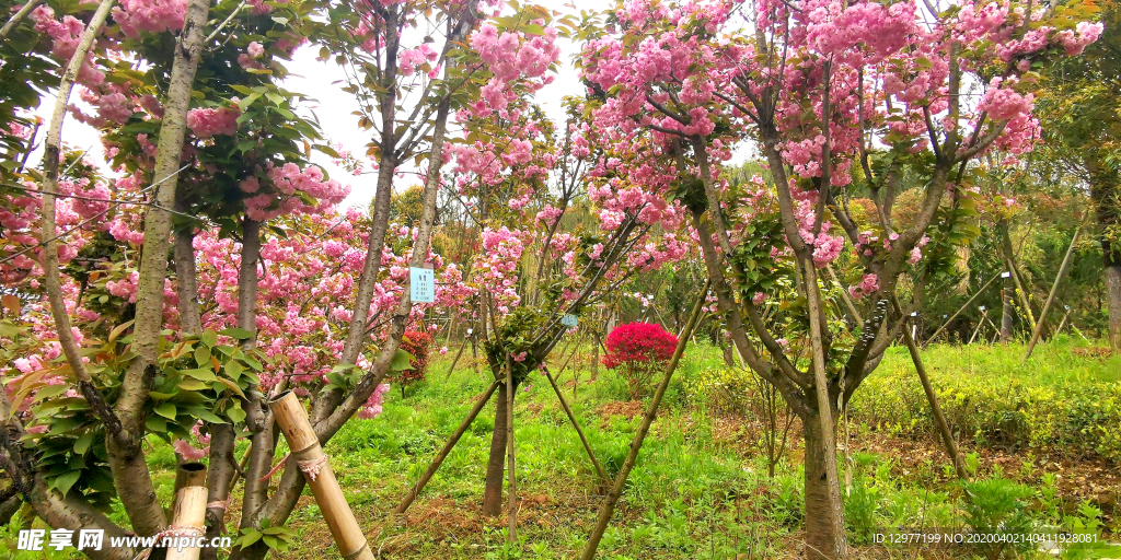 桃花樱花林