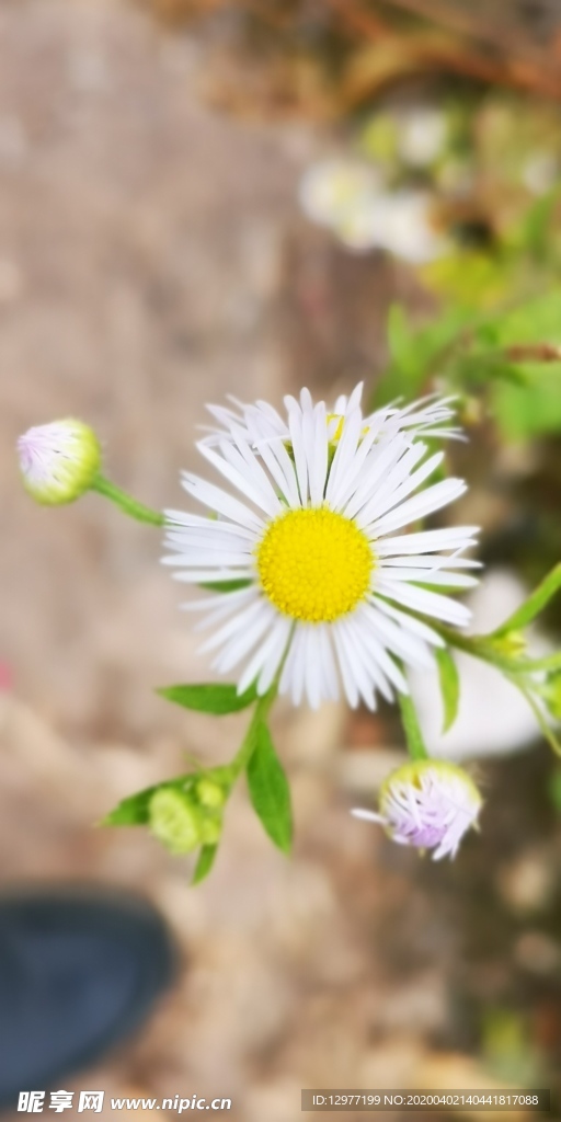 菊花 小菊花  白菊