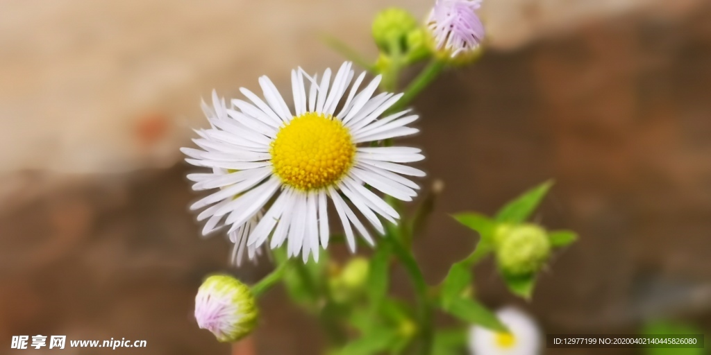 菊花 路边野花  白花