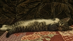 小猫宠物猫咪动物背景