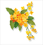 手绘花卉