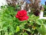 玫瑰花