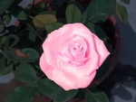 玫瑰花