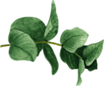 北欧小清新植物装饰