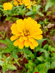 百日菊