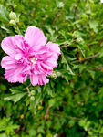 木槿花