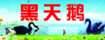 黑天鹅