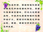 葡萄种植
