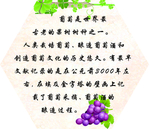 葡萄是世界之最